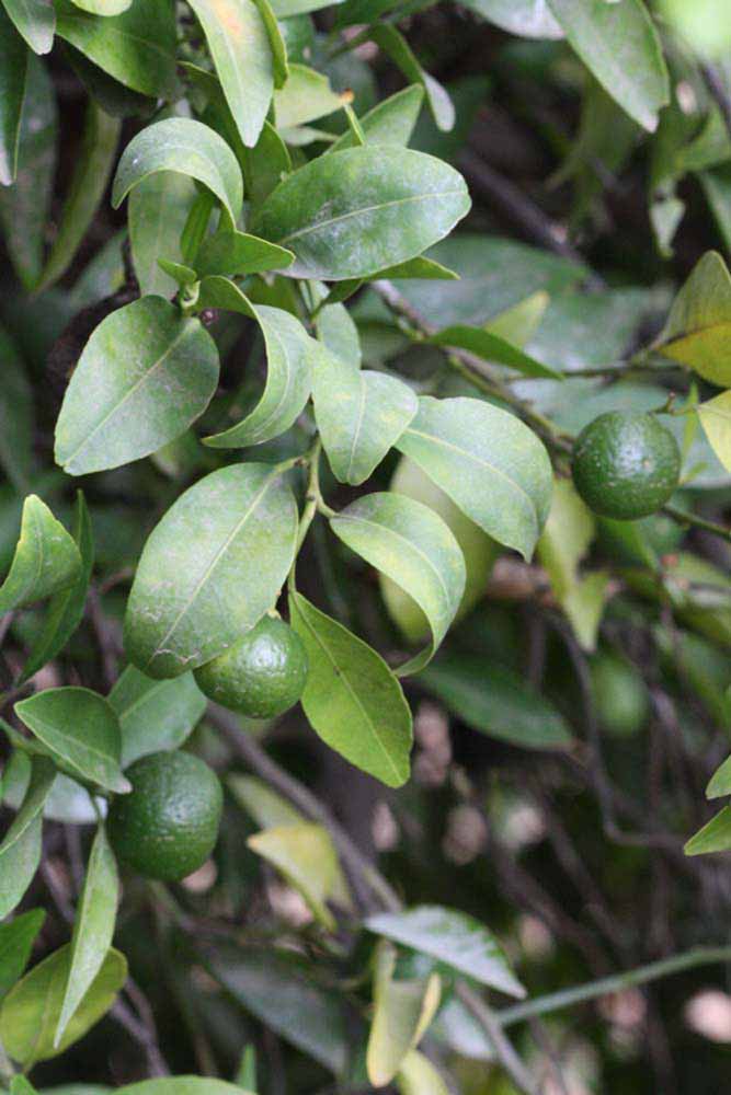              Sun leaves (Riverside, CA)       